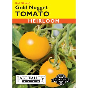 Solanum, Tomato (Bush) 'Gold Nugget'