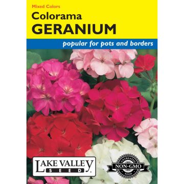 Pelargonium, Geranium 'Colorama' Mixed Colors