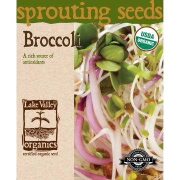 Sprouting Seeds 'Broccoli'