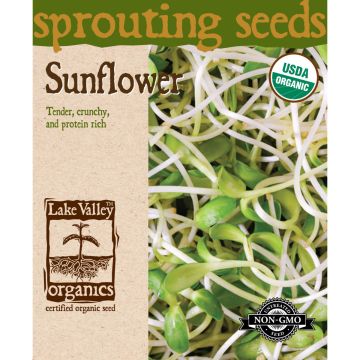 Sprouting Seeds 'Sunflower'