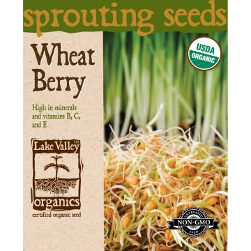 Sprouting Seeds 'Wheat Berries'