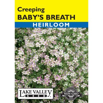 Gypsophila, Baby’s Breath 'Creeping'