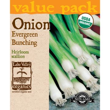 Allium, Scallion Onion 'Evergreen Bunching' Organic Heirloom Value Pack
