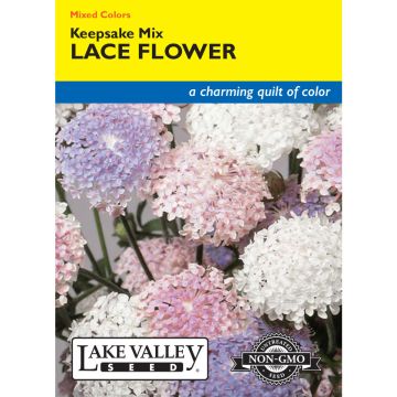 Didiscus, Lace Flower 'Keepsake' Mixed Colors