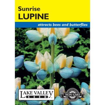 Lupinus, Sunrise Lupine