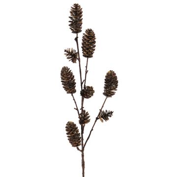 Brown Pinecone Branch 