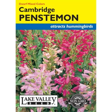 Penstemon, Dwarf Beardlip 'Cambridge' Mixed Colors