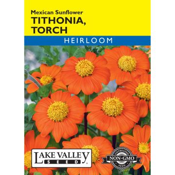Tithonia, Mexican Sunflower 'Torch'