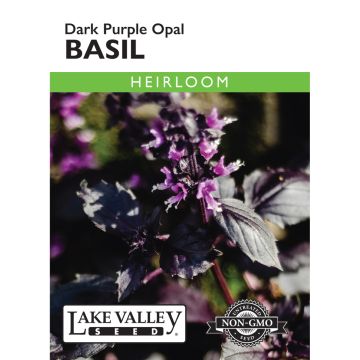 Ocimum, Basil 'Purple Dark Opal' Heirloom