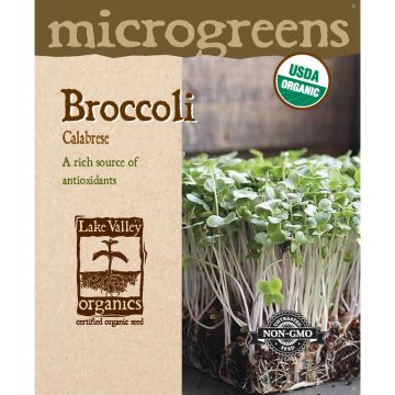 Microgreens, Broccoli 'Calabrese'