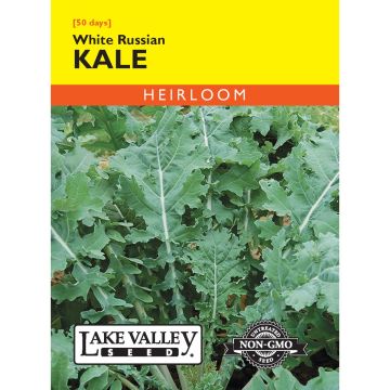 Brassica, Kale 'White Russian' Heirloom