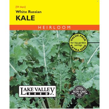 Brassica, Kale 'White Russian' Heirloom Value Pack