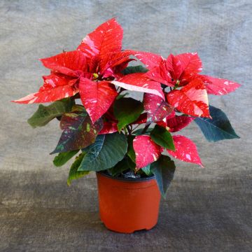 Jingle Bells Poinsettia, Bare Pot