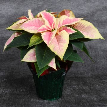 Marble Poinsettia, Foil Cover