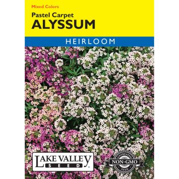 Labularia, Alyssum 'Pastel Carpet Mix'