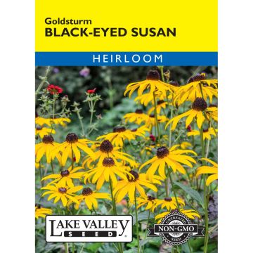 Rudbeckia, Black Eyed Susan 'Goldsturm'