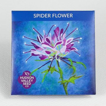 Cleome, Spider Flower ~ 150 seeds