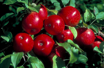 Malus, Fruiting Apple 'Haralson'