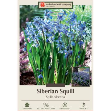 Scilla, Siberian Squill
