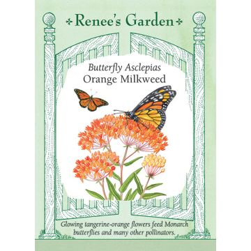 Asclepias, Butterfly Flower 'Orange Milkweed' ~ 45 seeds