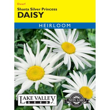 Chrysanthemum, Dwarf Shasta Daisy 'Silver Princess'