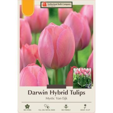 Tulipa, Darwin Hybrid Tulip 'Mystic Van Eijk'