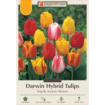 Tulipa Assortment, Darwin Hybrid Tulip 'Tequila Sunrise' 