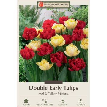 Tulipa Assortment, Early Double Tulip 'Red & Yellow' 