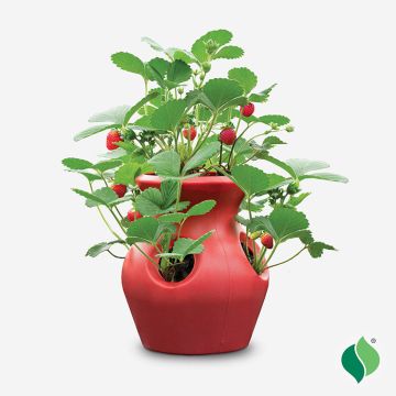 DeGroot Peek-A-Boo Planter Strawberry Kit