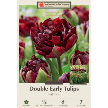 Tulipa, Early Double Tulip 'Palmyra'