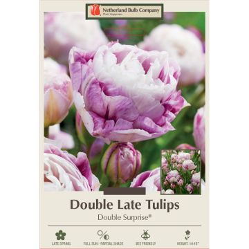 Tulipa, Late Double Tulip 'Double Surprise®'
