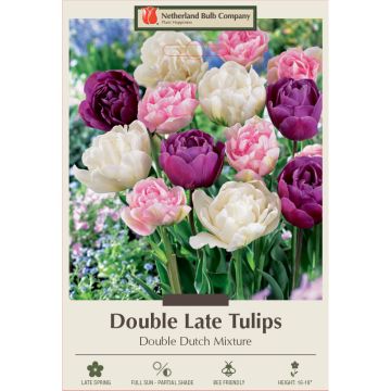 Tulipa Assortment, Late Double Tulip 'Double Dutch' 