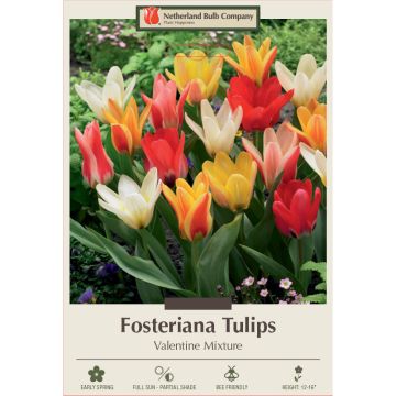 Tulipa Assortment, Fosteriana Tulip 'Valentine'