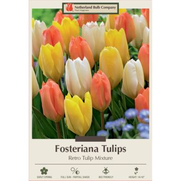 Tulipa Assortment, Fosteriana Tulip 'Retro Tulip'