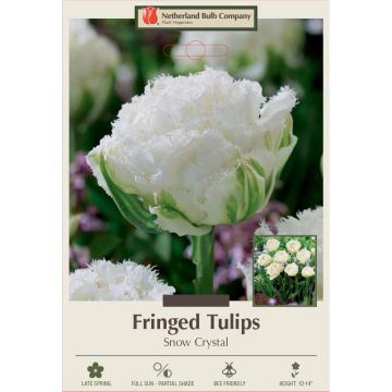 Tulipa, Fringed Tulip 'Snow Crystal'