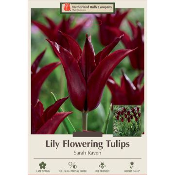 Tulipa, Lily Flowering Tulip 'Sarah Raven' 