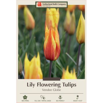 Tulipa, Lily Flowering Tulip 'Vendee Globe'