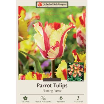 Tulipa, Parrot Tulip 'Flaming Parrot'