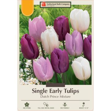 Tulipa Assortment, Early Single Tulip 'Dutch Prince' 