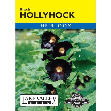 Alcea, Hollyhock 'Black'