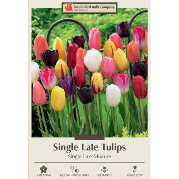 Tulipa Assortment, Late Single Tulip