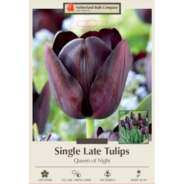 Tulipa, Late Single Tulip 'Queen of Night' 