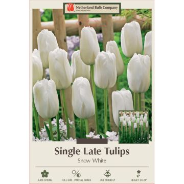 Tulipa, Late Single Tulip 'Snow White' 