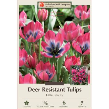 Tulipa, Deer Resistant Tulip 'Little Beauty' 