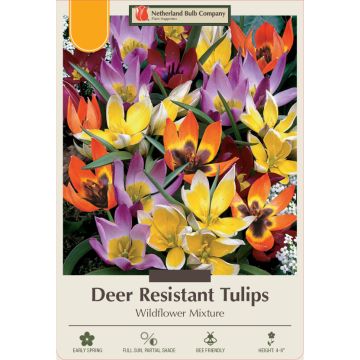 Tulipa Assortment, Deer Resistant Tulip 'Wildflower' 