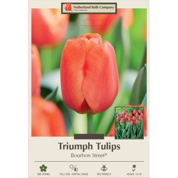 Tulipa, Triumph Tulip 'Bourbon Street®'
