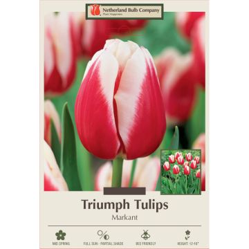 Tulipa, Triumph Tulip 'Markant'