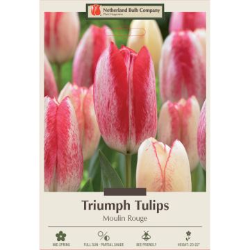 Tulipa, Triumph Tulip 'Moulin Rouge' 