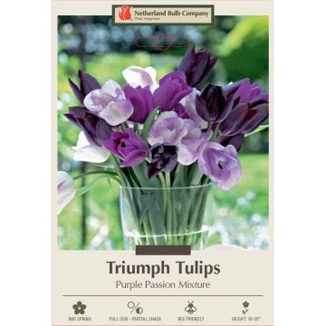 Tulipa Assortment, Triumph Tulip 'Purple Passion'