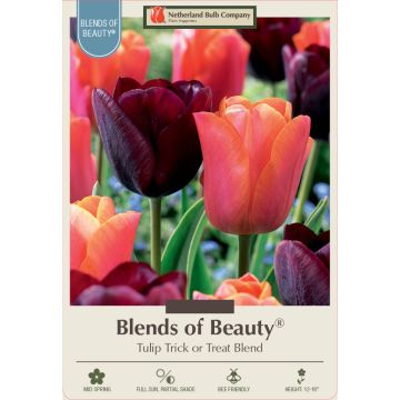 Tulipa Assortment, Triumph Tulip 'Trick or Treat'